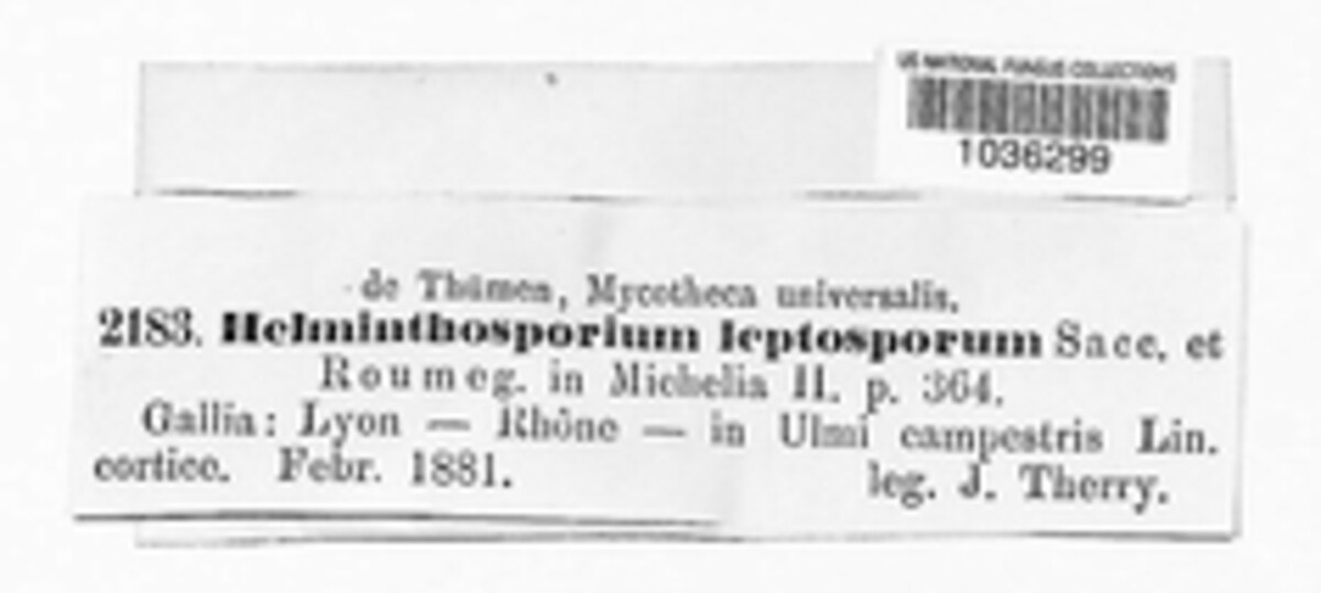Ellisembia image